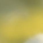 Head Shot: gabby arsenault